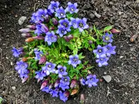Enzian_027.webp