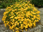 Tagetes_028.JPG