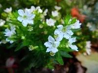 Scheinmyrthe_027.webp