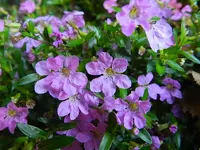 Scheinmyrthe_028.webp