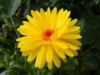 Ringelblume_053.webp