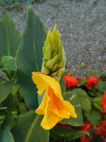 Canna_014.webp