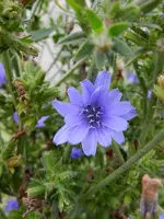 Wegwarte-253.webp