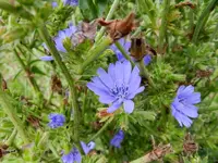 Wegwarte-256.webp