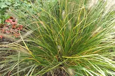 2012_1002Herbst0015.webp