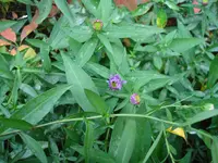 DSC01649.webp