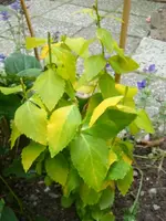 Ballonblume.webp