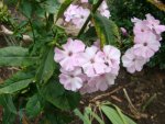 Malerphlox 2. Blüte.JPG