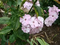 Malerphlox 2. Blüte.webp