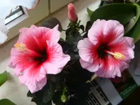 DSC00624.webp