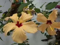 DSC00626.webp