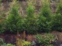 thuja1.webp