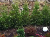 thuja2.webp