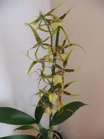 DSCF5428.webp
