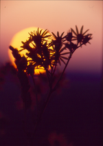 Blüten im Sonnenuntergang.webp