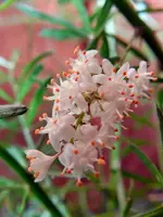 Asparageus_015.webp