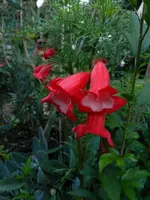 Bartblume_136.webp