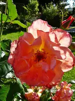 Rose Westerland b.webp