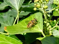 Schwebefliege_142.webp