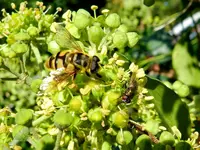 Schwebefliege_109.webp