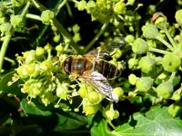 Schwebefliege_108.webp