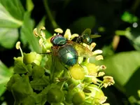 Fliegen_110.webp