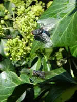 Fliegen_113.webp