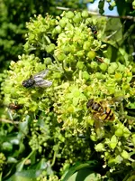 Fliegen_114.webp