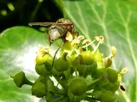 Fliegen_116.webp
