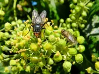 Fliegen_135.webp