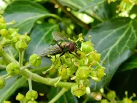 Fliegen_137.webp