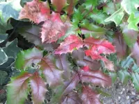 011.webp