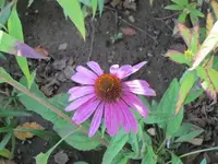 074.webp