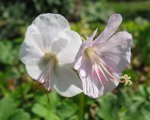 geranium spessart.jpg