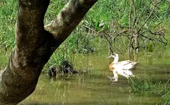 Copy of IMG_3230v.webp