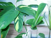 DSCN1066.webp