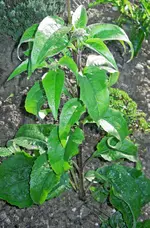 DSCN1069.webp