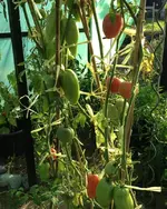 tomatos.webp