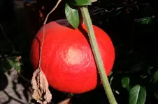 IMAG0497.webp