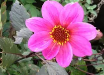 dahlie.webp