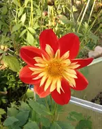 halskrausedahlie.webp
