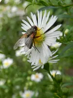 Herbstaster-Fliege_101a.webp
