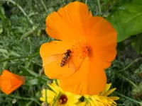 Mohn_032.webp