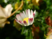 028.webp