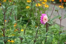 IMG_7663.webp