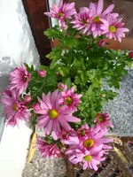 Chrysantheme.webp