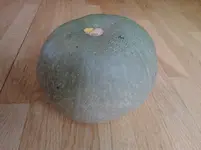 Kürbis.webp