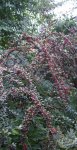 cotoneaster (2).jpg