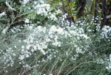 aster ericioides (2).webp