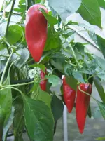 Paprika.webp